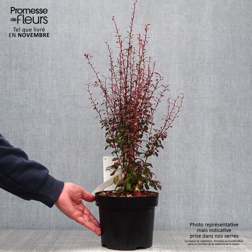 Spécimen de Berberis thunbergii Rosy Rocket Pot de 2L/3L tel que livré en automne