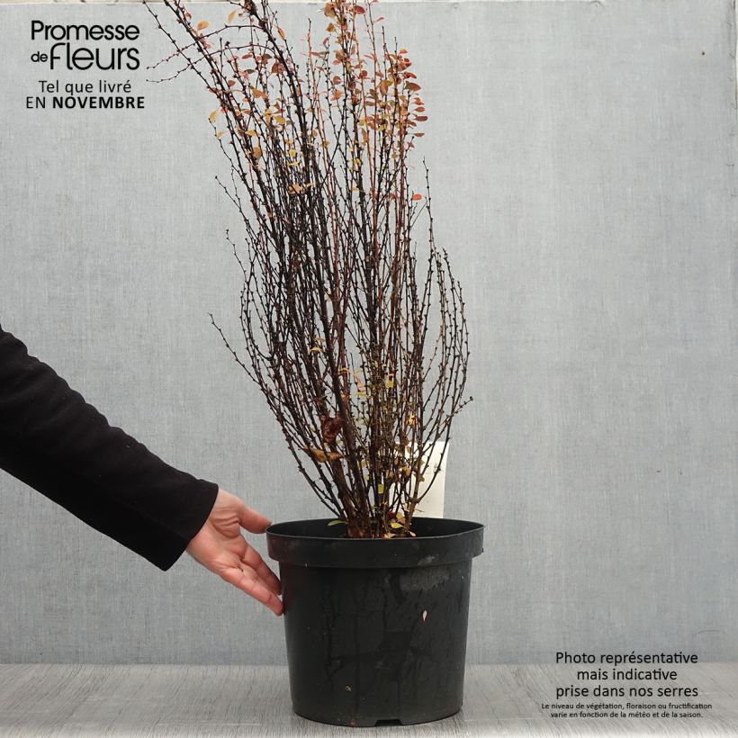 Spécimen de Berberis thunbergii Rosy Rocket Pot de 7,5L/10L tel que livré en automne