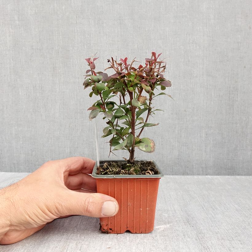 Spécimen de Berberis thunbergii Ruby Star - Epine-vinette Godet de 8/9 cm tel que livré en automne