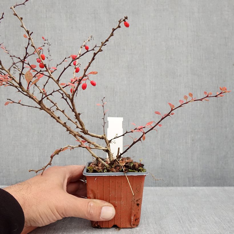 Spécimen de Berberis thunbergii Silver Beauty - Epine-vinette Godet de 8/9 cm tel que livré en automne