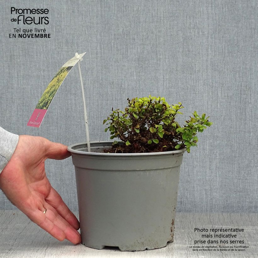 Spécimen de Berberis thunbergii Tiny Gold - Epine vinette Pot de 2L/3L tel que livré en automne