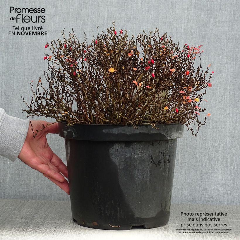 Spécimen de Berberis thunbergii Tiny Gold - Epine vinette Pot de 7,5L/10L tel que livré en automne