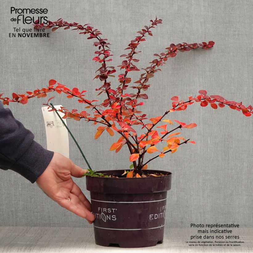Spécimen de Berberis thunbergii Toscana Pot de 2L/3L tel que livré en automne