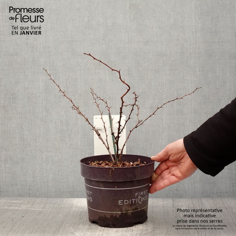 Spécimen de Berberis thunbergii Toscana Pot de 2L/3L tel que livré en hiver