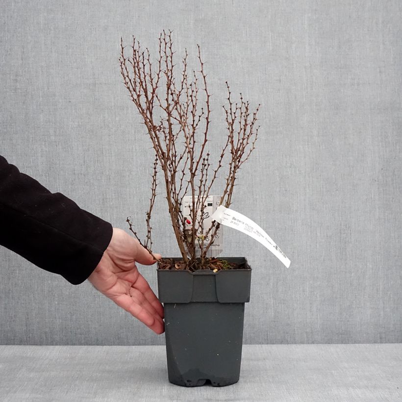 Spécimen de Berberis thunbergii Yellow Tower - Epine-vinette Pot de 2L/3L tel que livré en hiver