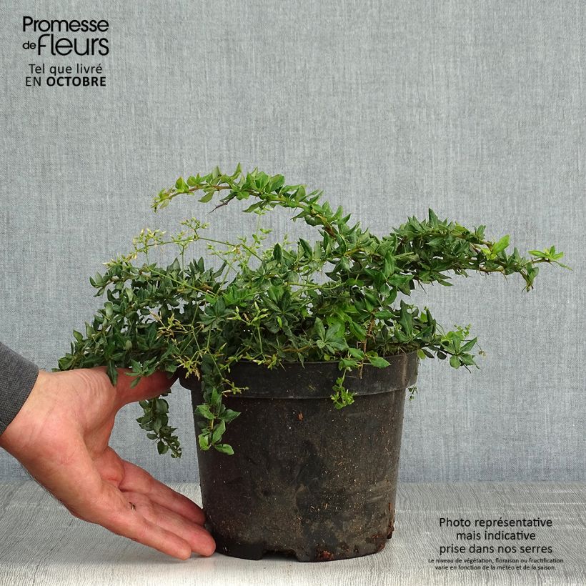 Spécimen de Berberis verrucosa - Épine vinette verruqueuse Pot de 2L/3L tel que livré en automne