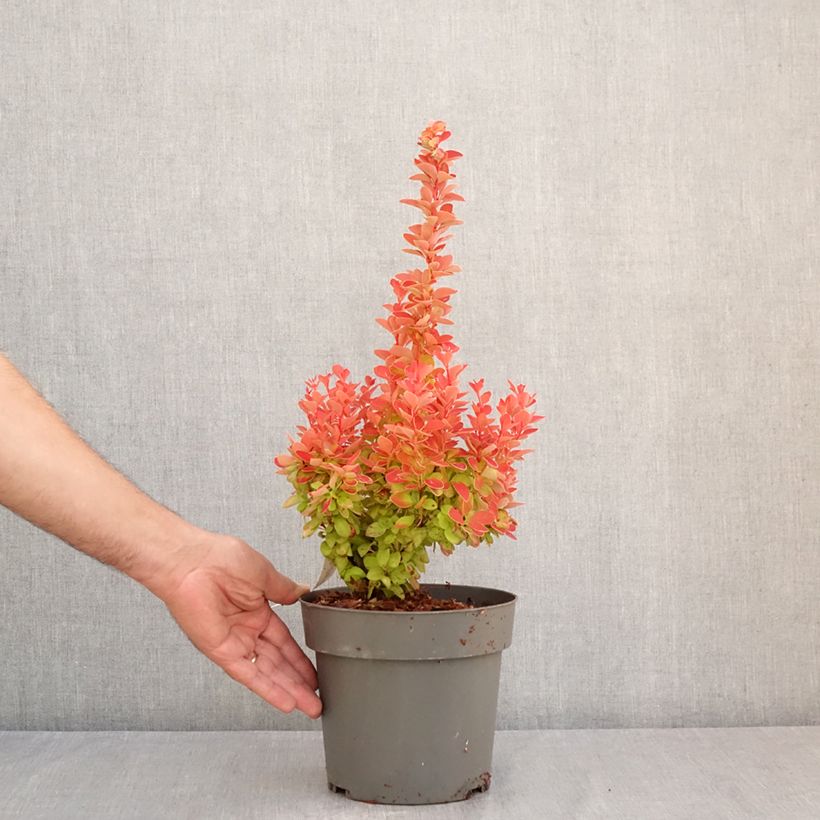 Spécimen de Berberis (x) thunbergii Orange Ice - Epine-vinette Pot de 2L/3L tel que livré en été