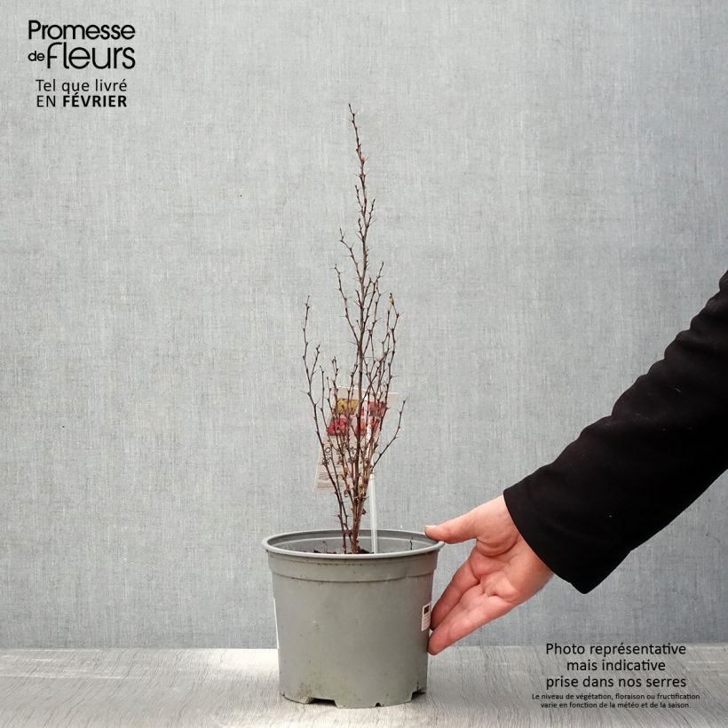 Spécimen de Berberis (x) thunbergii Orange Ice - Epine-vinette Pot de 2L/3L tel que livré en hiver