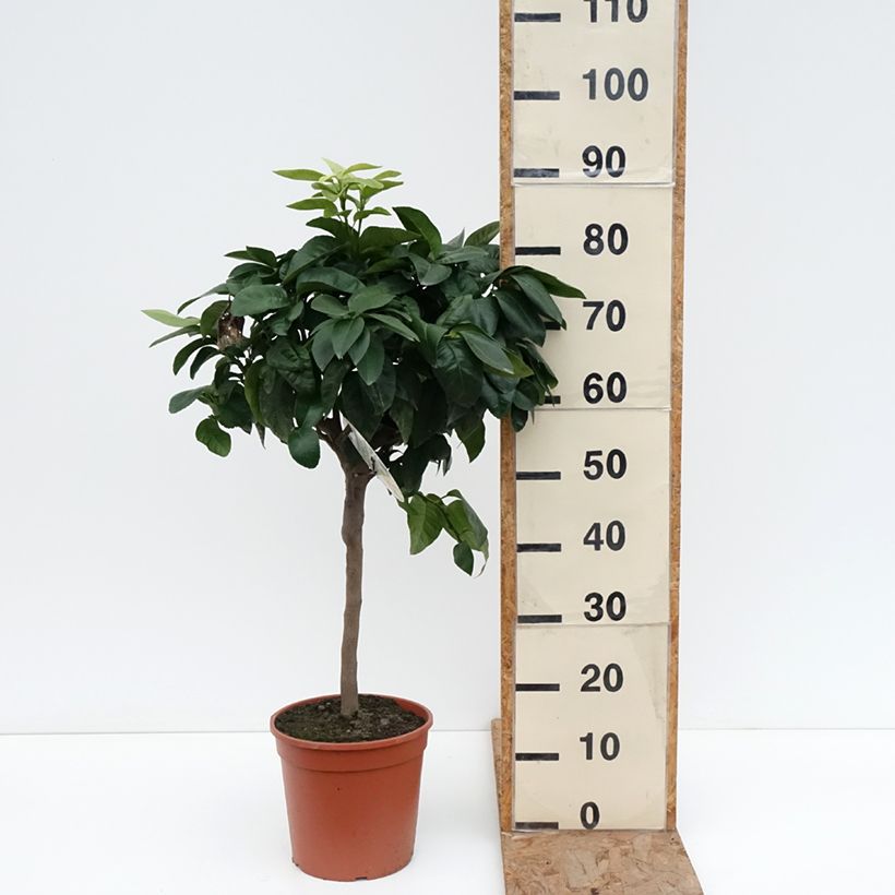 Spécimen de Bergamote - Citrus bergamia Pot de 4L/5L, 1/4 de tige tel que livré en hiver