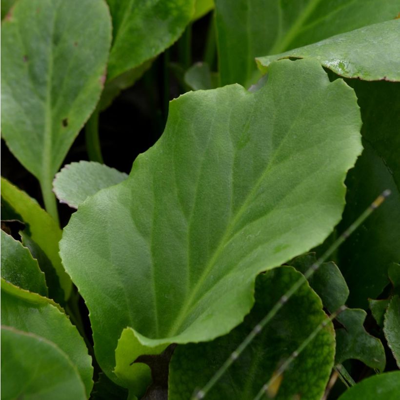 Bergenia cordifolia - Plante des savetiers (Feuillage)