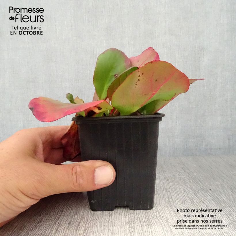 Spécimen de Bergenia cordifolia Eroïca Godet de 8/9 cm tel que livré en automne