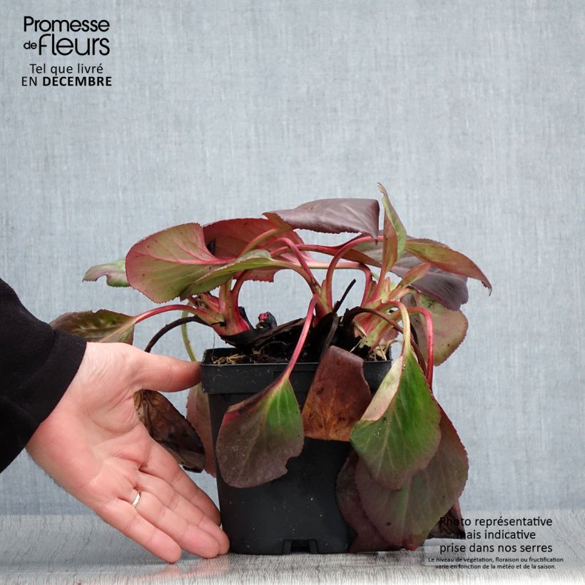 Spécimen de Bergenia cordifolia - Plante des savetiers Pot de 2L/3L tel que livré en automne
