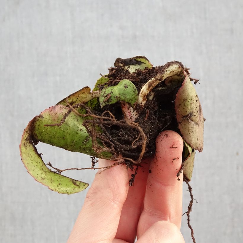 Spécimen de Bergenia cordifolia - Plante des savetiers Racines nues tel que livré en hiver