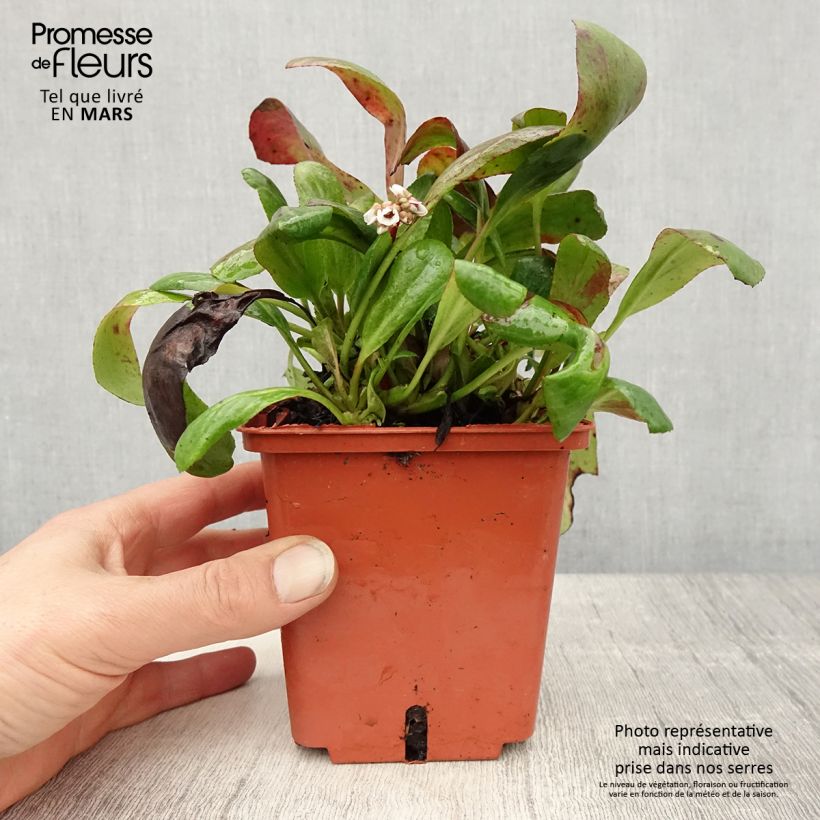 Bergenia cordifolia Silberlicht Vaso da 1L/1,5L esemplare consegnato in primavera