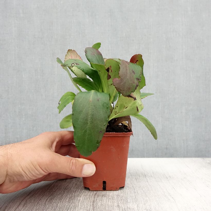 Spécimen de Bergenia Dragonfly Angel Kiss Godet de 8/9 cm tel que livré en automne