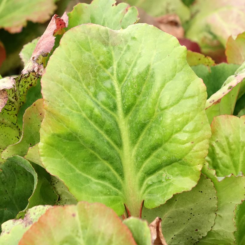 Bergenia Eden's Magic Giant - Plante des savetiers (Feuillage)