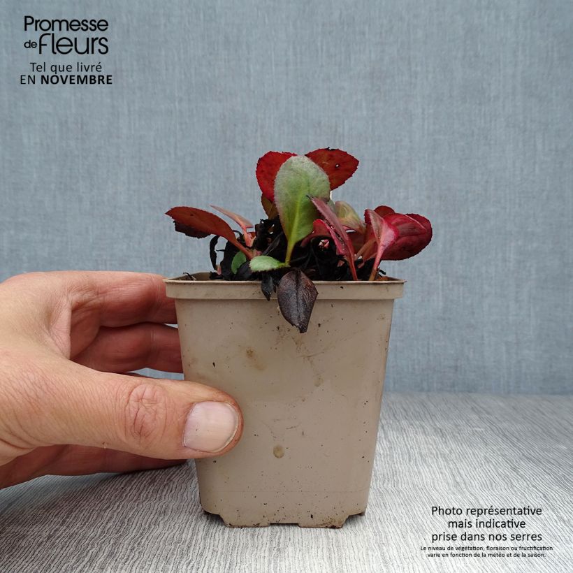 Spécimen de Bergenia Flirt - Plante des savetiers Godet de 8/9 cm tel que livré en automne