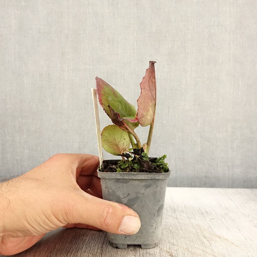 Spécimen de Bergenia hybride Abendglut Godet de 8/9 cm tel que livré en automne