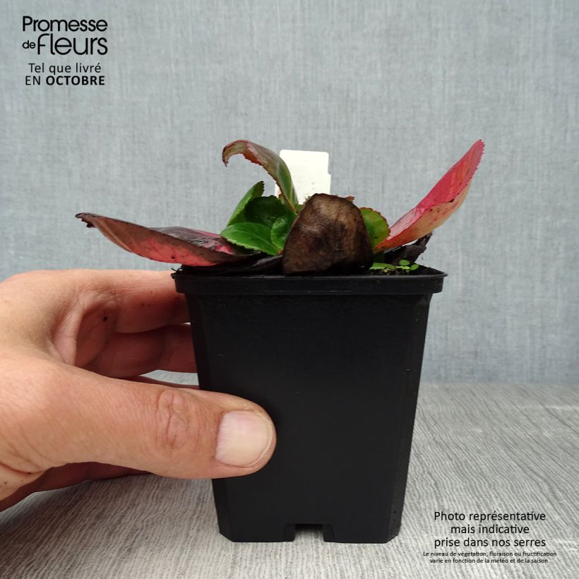 Spécimen de Bergenia Hybride Baby Doll - Plante des savetiers Godet de 8/9 cm tel que livré en automne