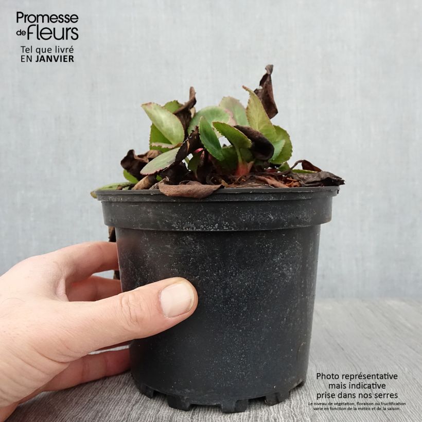 Spécimen de Bergenia hybride Harzkristall Pot de 2L/3L tel que livré en hiver