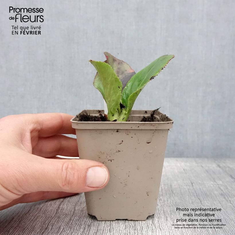 Spécimen de Bergenia Ice Queen - Plante des savetiers Godet de 8/9 cm tel que livré en hiver
