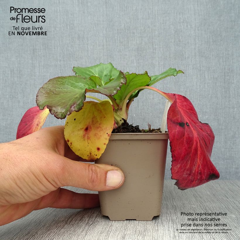 Spécimen de Bergenia Jelle - Plante des savetiers Godet de 8/9 cm tel que livré en automne