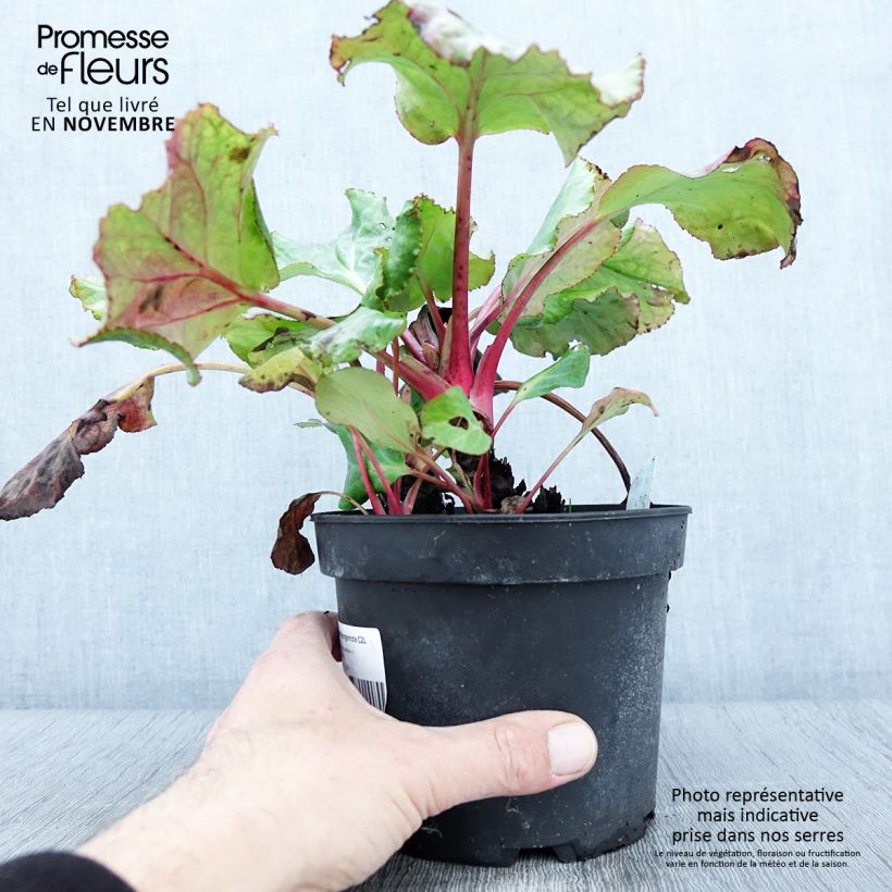 Spécimen de Bergenia Morgenrote - Plante des savetiers Pot de 2L/3L tel que livré en automne
