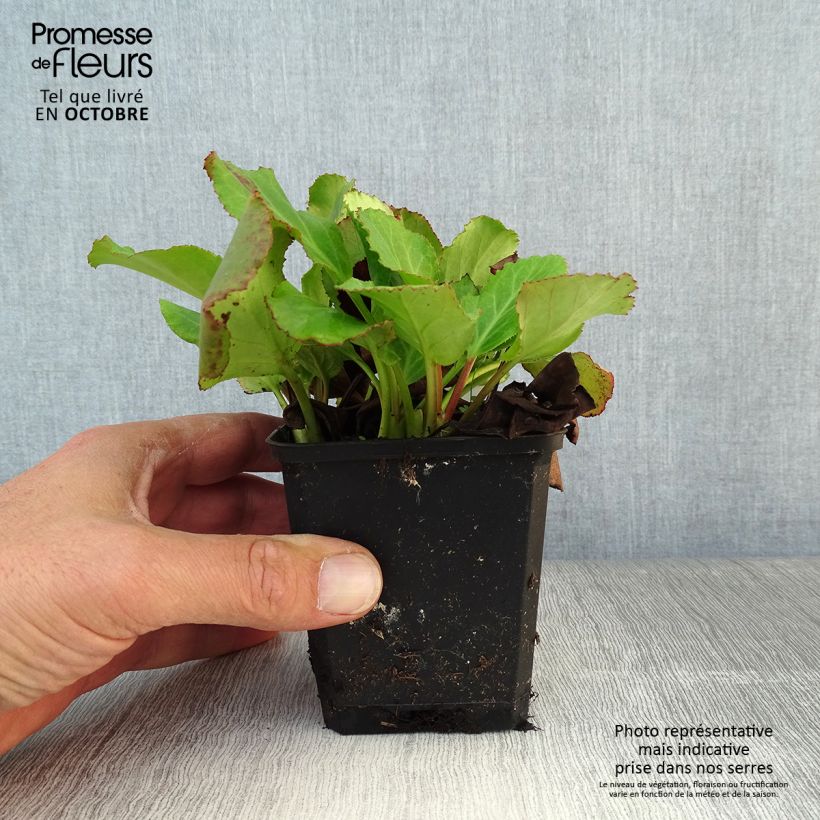 Spécimen de Bergenia Morgenrote - Plante des savetiers Godet de 8/9 cm tel que livré en automne