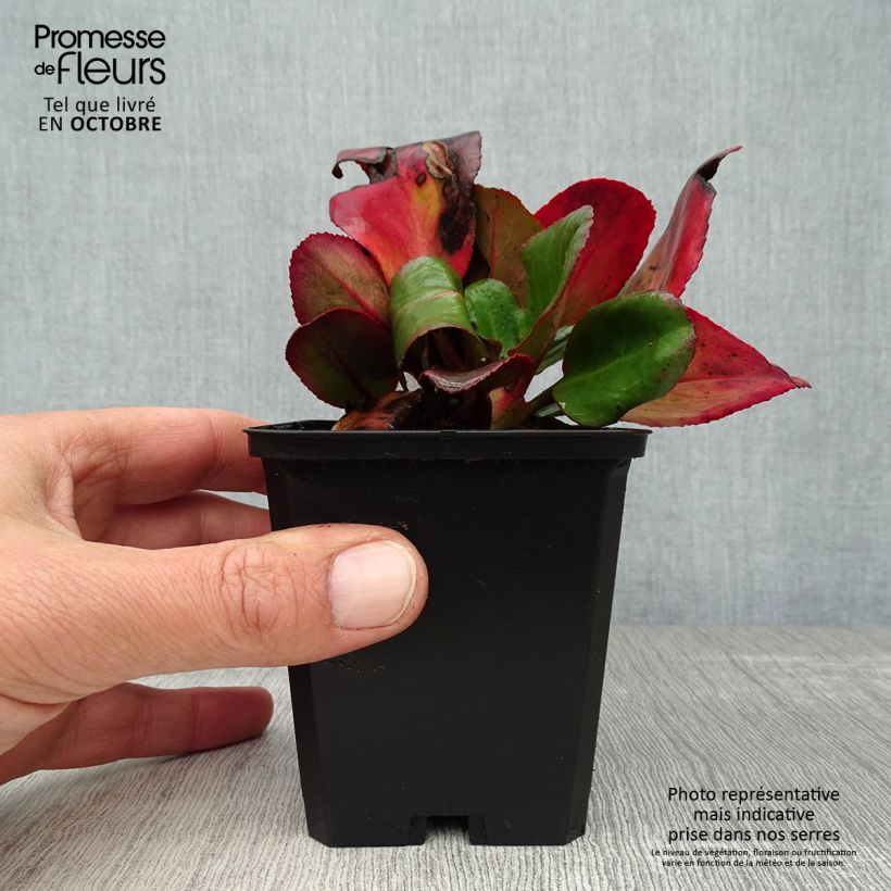 Spécimen de Bergenia Ouvertüre Godet de 8/9 cm tel que livré en automne