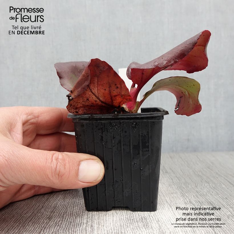Spécimen de Bergenia purpurascens - Plante des savetiers Godet de 8/9 cm tel que livré en automne