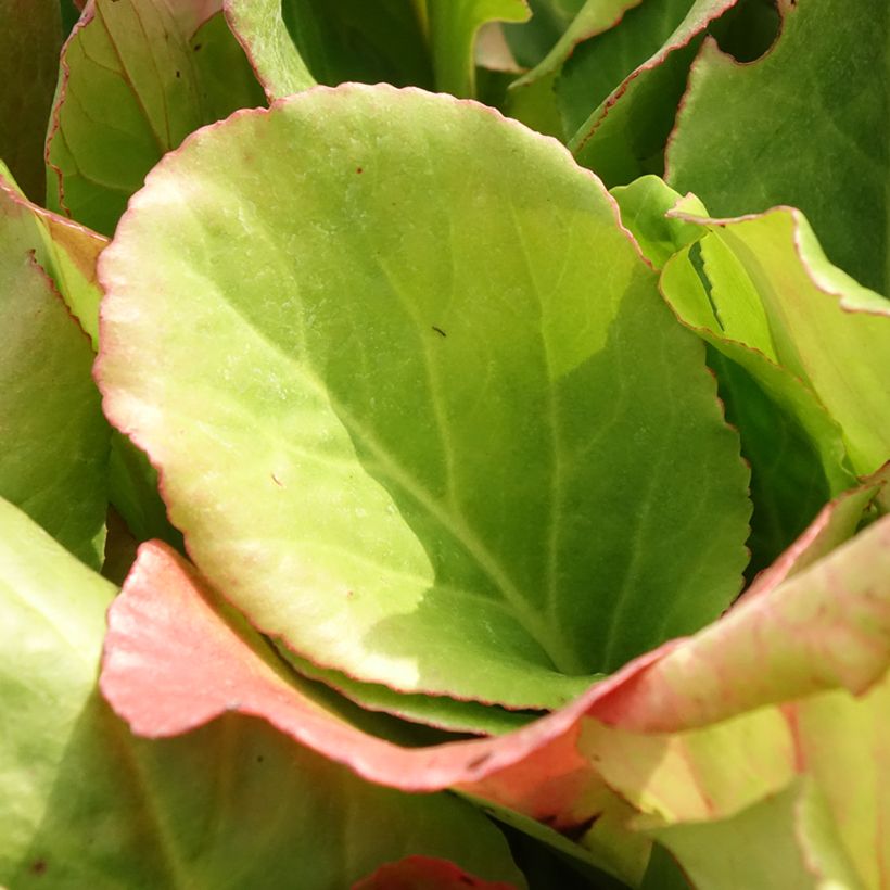 Bergenia purpurascens - Plante des savetiers (Feuillage)
