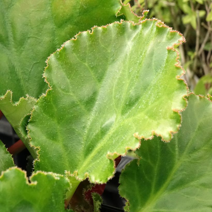 Bergenia Ripple Effect (Feuillage)