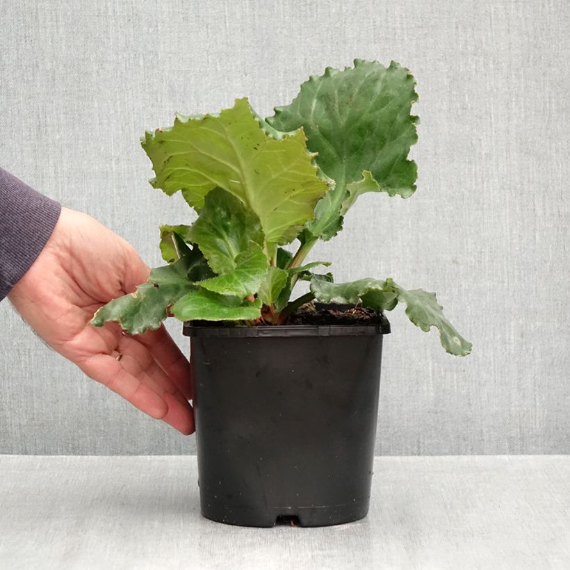 Spécimen de Bergenia Ripple Effect Pot de 2L/3L tel que livré en automne