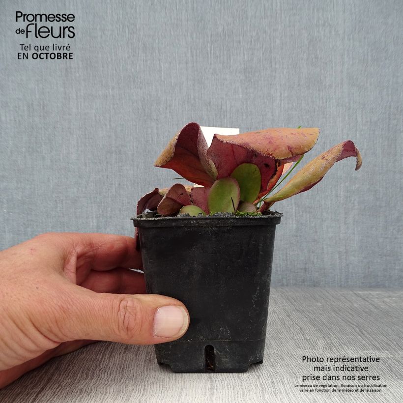 Spécimen de Bergenia Rotblum - Plante des savetiers Godet de 7/8 cm tel que livré en automne