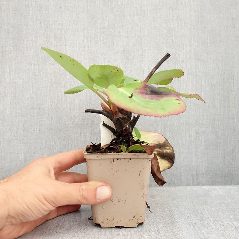 Spécimen de Bergenia schmidtii - Plante des savetiers Godet de 8/9 cm tel que livré en automne