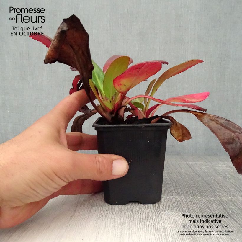 Spécimen de Bergenia Wintermarchen - Bergénie Godet de 8/9 cm tel que livré en automne