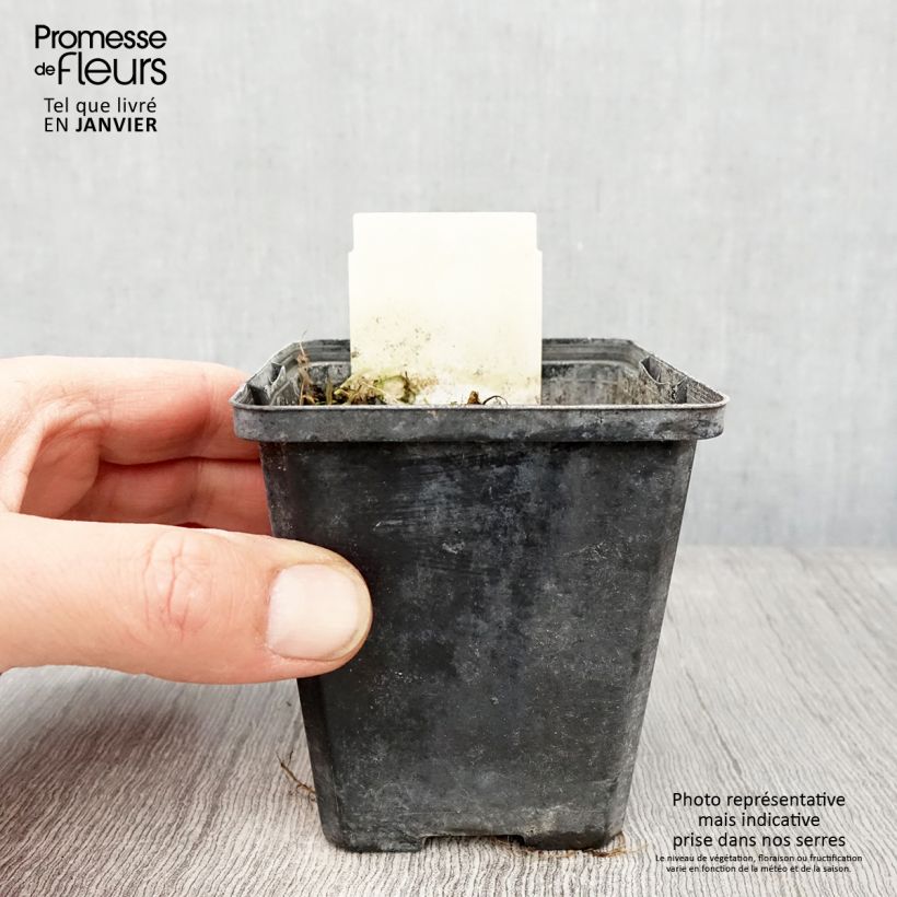 Spécimen de Berula erecta - Berle dressée, Cresson sauvage Godet de 8/9 cm tel que livré en hiver