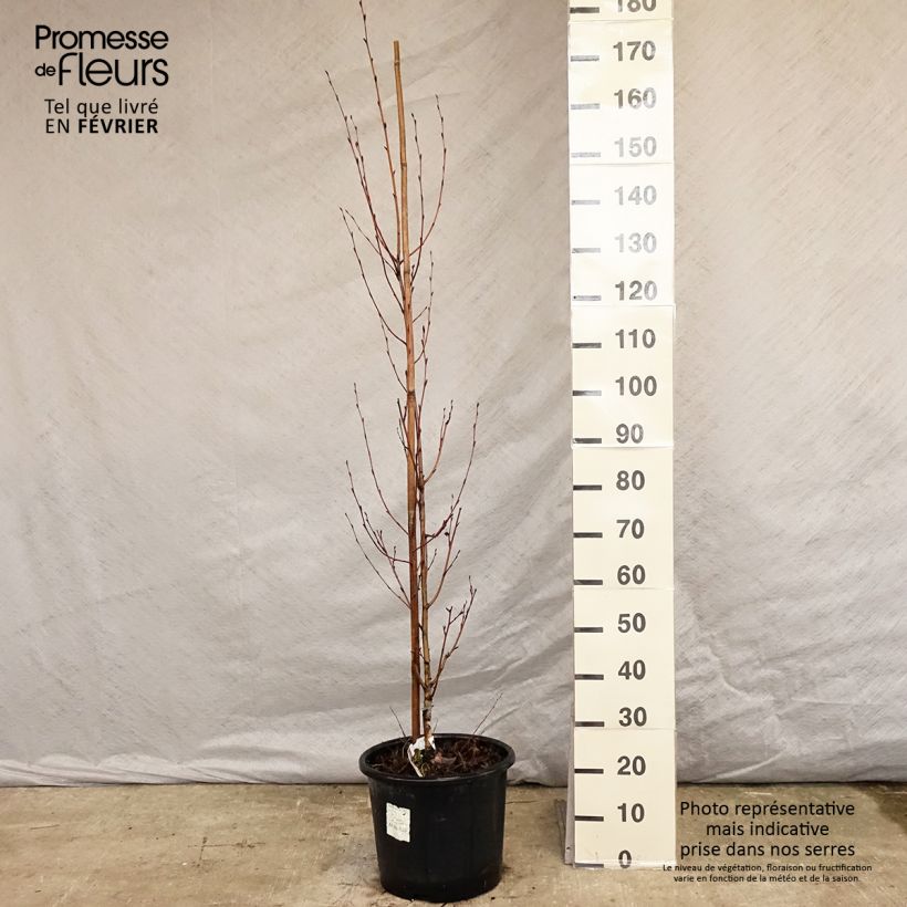 Spécimen de Betula ermanii Holland - Bouleau d'Erman  Pot de 12L/15L tel que livré en hiver