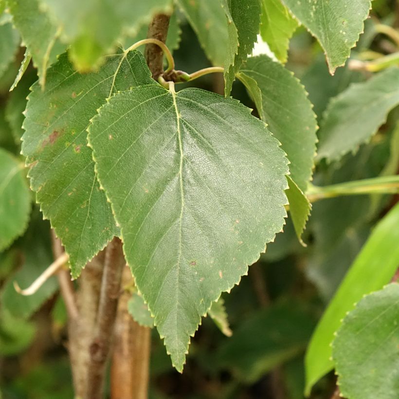Betula ermanii Holland - Bouleau d'Erman (Feuillage)
