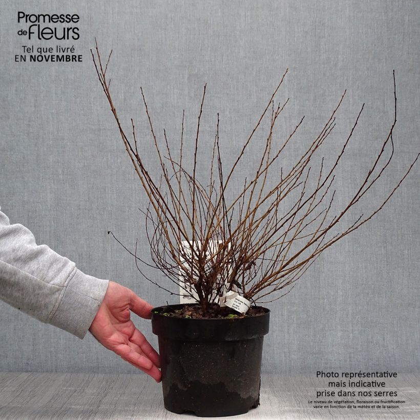 Spécimen de Betula nana Golden Treasure - Bouleau nain à feuillage doré Pot de 3L/4L tel que livré en automne