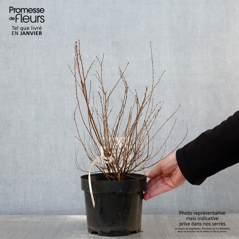 Spécimen de Betula nana Golden Treasure - Bouleau nain à feuillage doré Pot de 3L/4L tel que livré en hiver