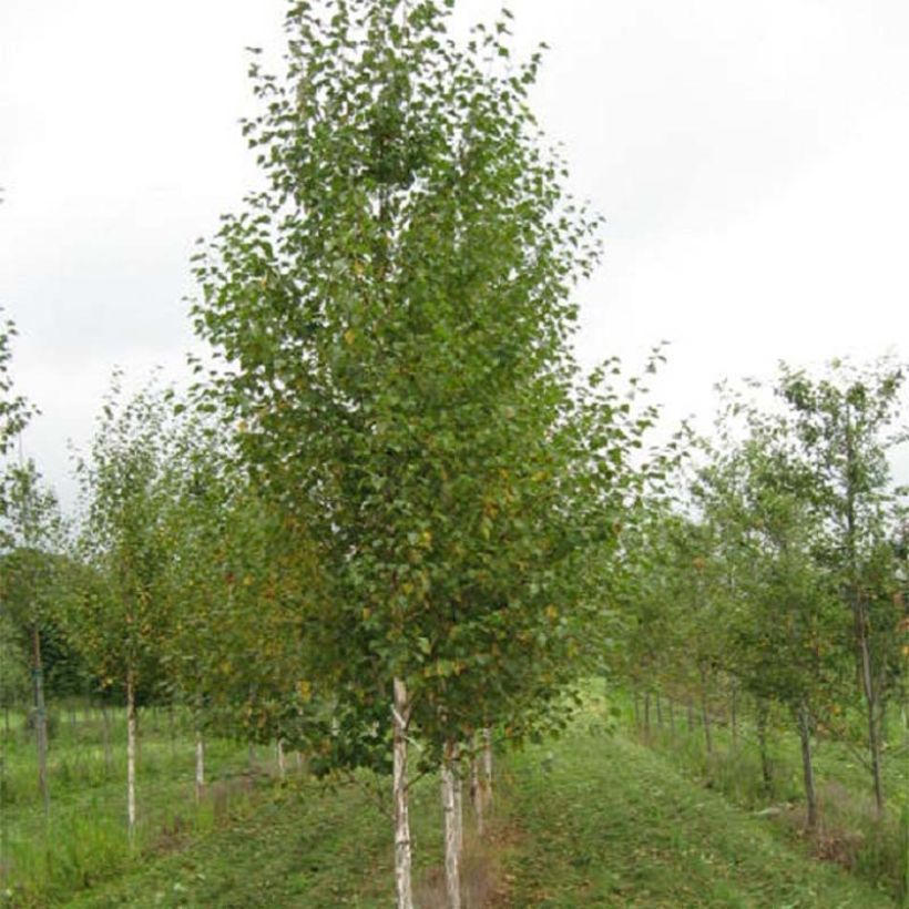 Bouleau noir - Betula nigra Heritage (Port)