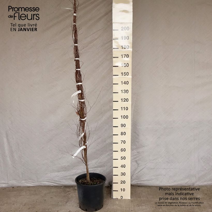 Spécimen de Betula pendula (alba, verrucosa) Pot de 18L/20L tel que livré en hiver