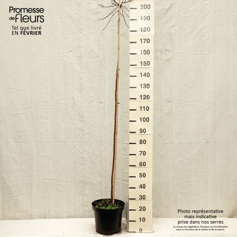 Spécimen de Betula pendula Magical Globe - Bouleau commun Pot de 7,5L/10L, Tige tel que livré en hiver