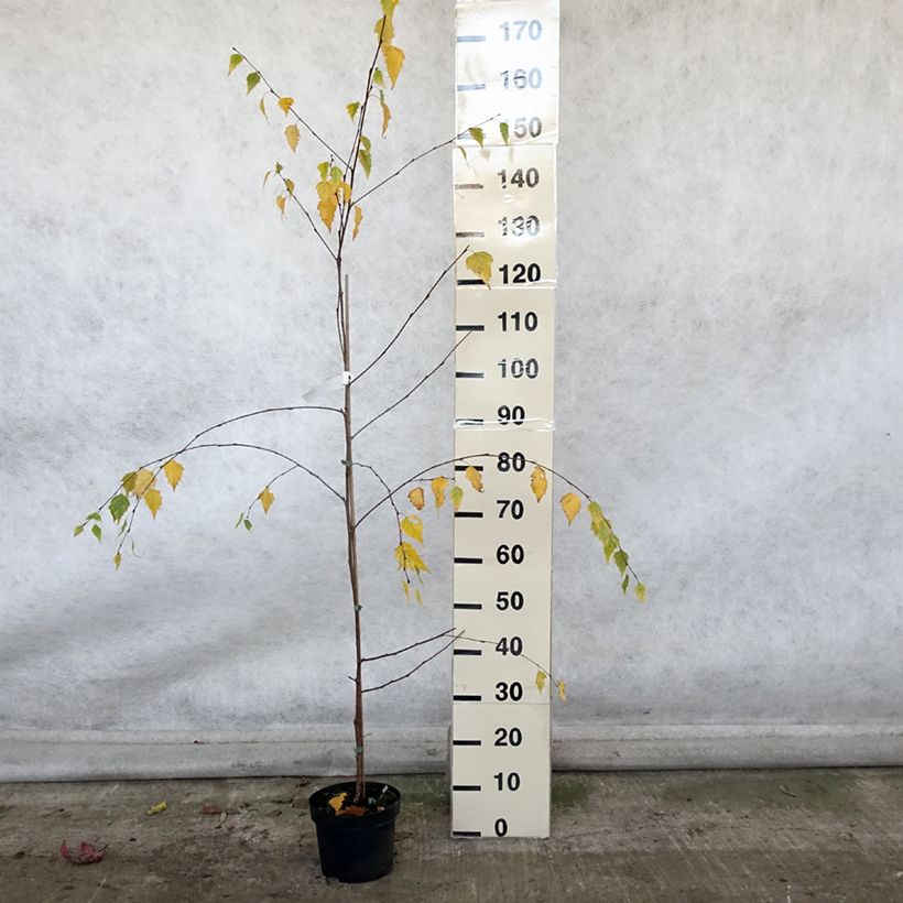 Spécimen de Betula pendula Tristis - Bouleau pleureur Pot de 2L/3L tel que livré en automne