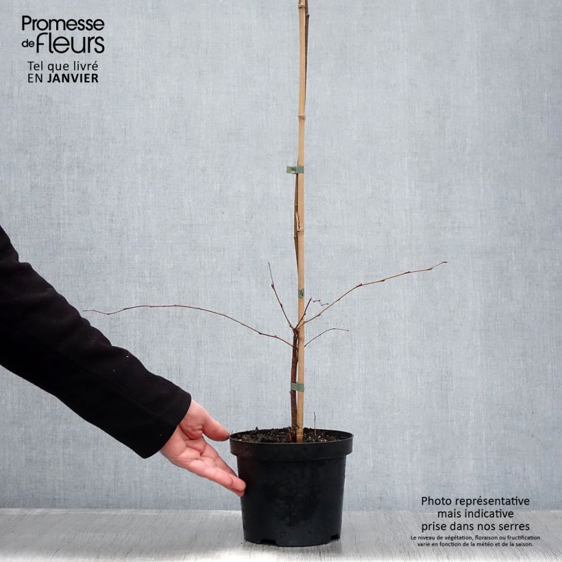 Spécimen de Betula pendula Tristis - Bouleau pleureur Pot de 2L/3L tel que livré en hiver