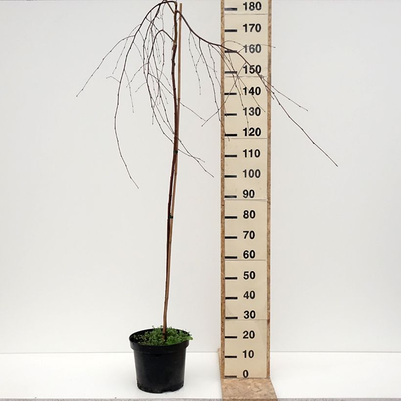 Spécimen de Bouleau pleureur Youngii - Betula pendula Pot de 7,5L/10L tel que livré en hiver