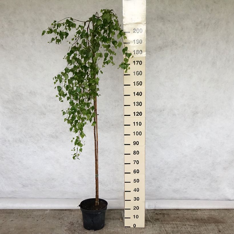 Spécimen de Bouleau pleureur Youngii - Betula pendula Pot de 7,5L/10L tel que livré au printemps