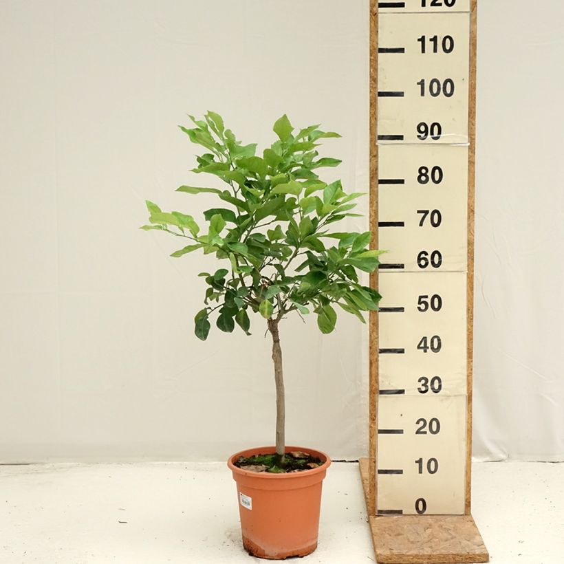 Spécimen de Bigaradier Bizzaria - Oranger amer Pot de 6L/7L, 1/4 de tige tel que livré en été