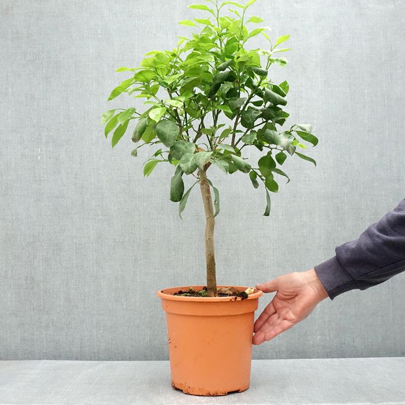 Spécimen de Bigaradier Bizzaria - Oranger amer Pot de 6L/7L, 1/4 de tige tel que livré au printemps